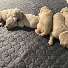 Golden Retriever Puppies from Tupelo Honey Farm's Golden Retrievers
