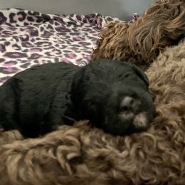 Labradoodle and Poodle Puppies from Tya’s Doodles