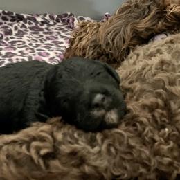 Labradoodle and Poodle Puppies from Tya’s Doodles
