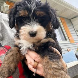 Black tri female - Tri-color female Bernedoodle puppy in Lincoln, Nebraska from GRand Doodles