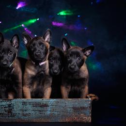 Belgian Malinois Puppies from Faubion Malinois