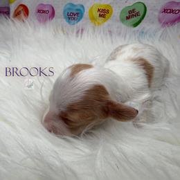 Brooks - Dapple male Dachshund puppy in Waseca, Minnesota from Dragonfly Doxies
