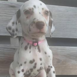 Vulpix (Light pink collar) HUA - White and liver brown female Dalmatian puppy in Raymondville, Missouri from Wagner's Dalmatian's