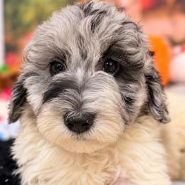 Ash - Blue merle male Aussiedoodle puppy in Dickerson, Maryland from Pawsome Aussie Doodles and Oodles