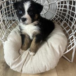 Australian Shepherd Puppies from Carmel Mountain Aussies