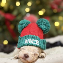 Arlo - Wheaten male Miniature Schnauzer puppy in Montebello, California from Rod Schnauzers