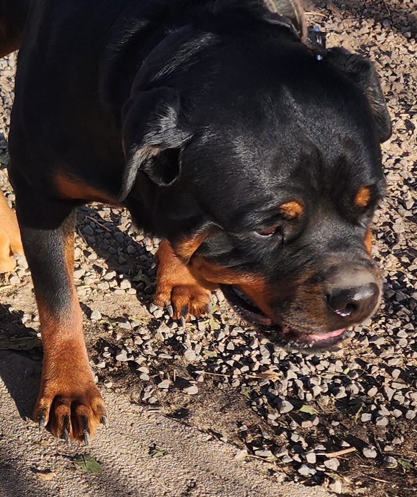 Filly - Rottweiler