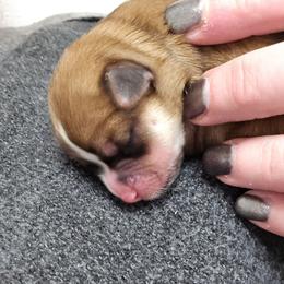 Penny - White and tan female Morkie puppy in Thompson, Iowa from Weiss's Puppies