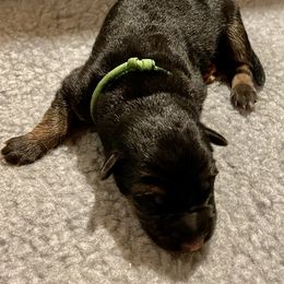 Boy 2 - German Shepherd puppy in Cedar City, Utah from Arco Shepherds