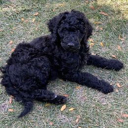 Poodle Puppies from Blue Moon Puppies