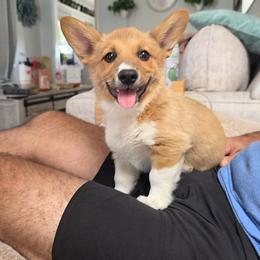 Girl 2 - White and red female Pembroke Welsh Corgi puppy in San Diego, California from San Diego Corgis