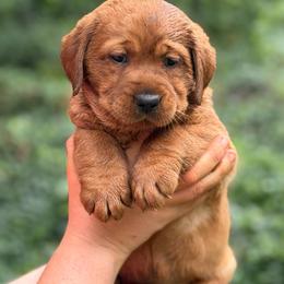 Tiana - Yellow female Labrador Retriever puppy in Canton, Georgia from Dukes Retirevers