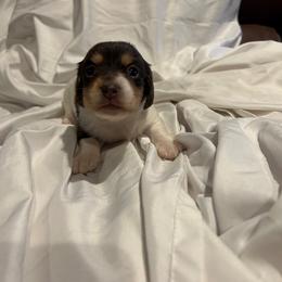 Boy 2 - Piebald male Dachshund puppy in Westminster, South Carolina from Carter's Kennels