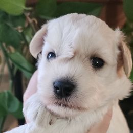 Cici - Wheaten female Miniature Schnauzer puppy in Ferndale, Washington from Blackhorse Schnauzers Washington state