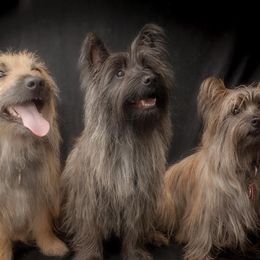 Mama - Cairn Terrier