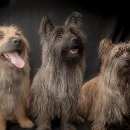 Mama - Cairn Terrier