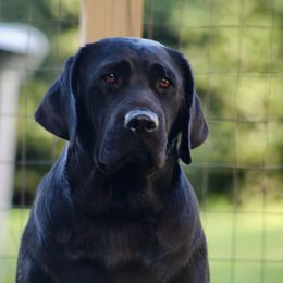 Betty - Labrador Retriever