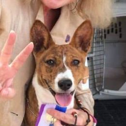Basenjis and Manchester Terriers from Marjani