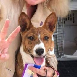 Basenjis and Manchester Terriers from Marjani