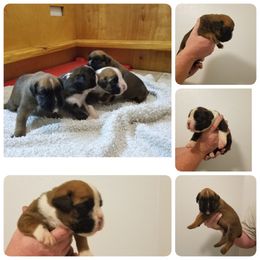 Boxer Puppies from Big Mac Boxers