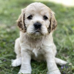 Cocker Spaniel Puppies from Brooks House Cocker Spaniels