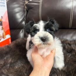 Maverick - Parti male Miniature Schnauzer puppy in Durant, Oklahoma from Big Creek Mini Dachshund