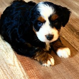 Sally - female Australian Mountain Doodle puppy in Saint Francis, Kansas from Land of Oz Doodles