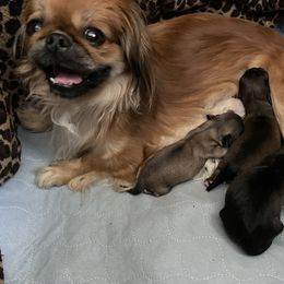 Pekingese Puppies from Mammy's Pekingese
