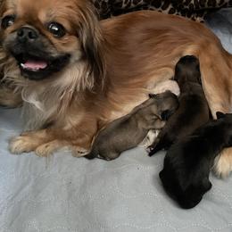 Pekingese Puppies from Mammy's Pekingese