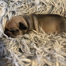 French Bulldog Puppies from Beloved Frenchies