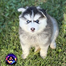 Lorelai - Black and white female Pomsky puppy in Schaumburg, Illinois from Lake in the hills Pomskies