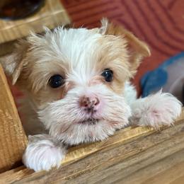 Girl 2 - Tan and white female Yorkshire Terrier puppy in Bear Creek, North Carolina from Yorkie Time