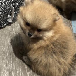 Pomeranian Puppies from Lori’s Precious Poms