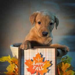 Maple - Yellow female Labrador Retriever puppy in Isle, Minnesota from Dog Ear Outfitters
