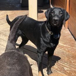 Abbey - Labrador Retriever