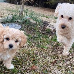 Maltese, Maltipoos, Poodles, Yorkipoos, and Yorkshire Terriers from Cudi’s Buddies
