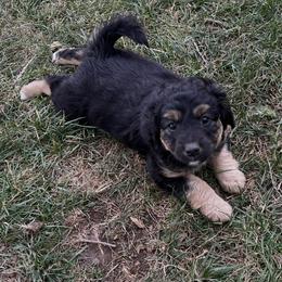 Golden Aussiedoodle and Goldendoodle Puppies from Wild Rose Tiny Poodles & Doodles