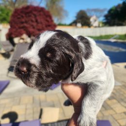 Thunder - White and brown Wirehaired Pointing Griffon puppy in Clear Spring, Maryland from Moonshine's Wirehaired Pointing Griffons