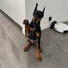 Doberman Pinscher Puppies from Aaliyah’s Dobies