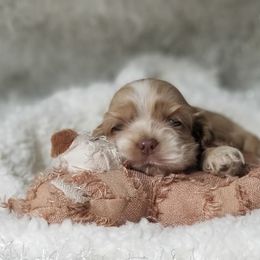 Abigail (Abby) - Buff and white female Cocker Spaniel puppy in Byram, Mississippi from Chloe's Cocker Spaniels