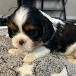 Tri Color girl - Tri-color female Cavalier King Charles Spaniel puppy in Orland, Indiana from Place's Cavalier puppies.
