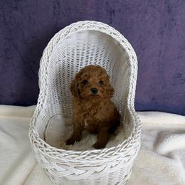 Mochi(AKC) - Red  male Poodle puppy in Moreno Valley, California from Yanni's Poodle