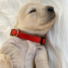 Snickerdoodle - Cream male Dachshund puppy in Sacramento, California from MiniDoxPups