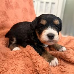 Togi - Parti male Miniature Schnauzer puppy in La Mirada, California from SchnauzersRus