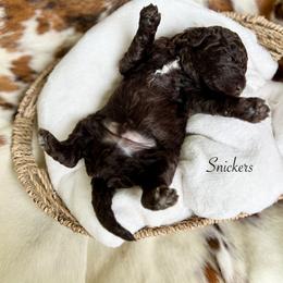 Snickers - Chocolate male Goldendoodle puppy in Taylorsville, Georgia from Sweet Southern Doodles