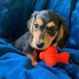 Charlie AKC - Black and tan male Dachshund puppy in Marseilles, Illinois from Zacha’s Doxie House