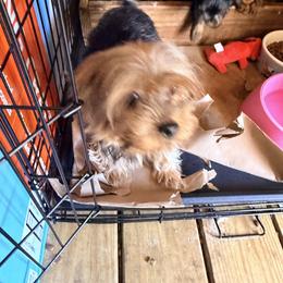 Daisy - Yorkshire Terrier