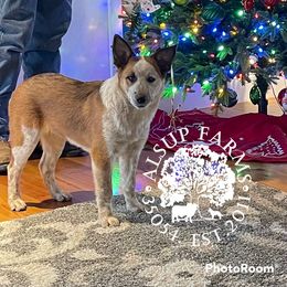 CKC Dolly - Tan Working Dog Cross puppy in Alabama from Alsup Farms and Cattle Dogs