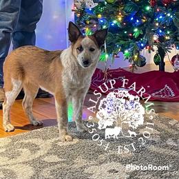 CKC Dolly - Tan Working Dog Cross puppy in Alabama from Alsup Farms and Cattle Dogs
