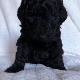 Red Ribbon Girl - Black female Double Doodle puppy in Big Stone Gap, Virginia from Southern Sunshine Doodles